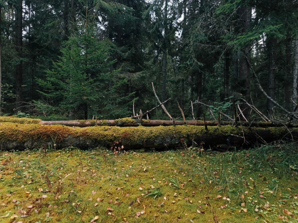 Западный форпост: Природа и крепости Ленинградской области