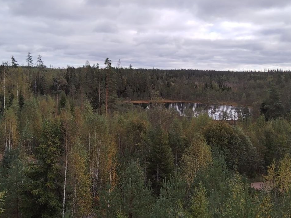 Линия Маннергейма и эко-тропа Ярви: леса и история Карельского перешейка