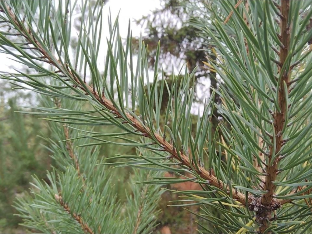 Линия Маннергейма и эко-тропа Ярви: леса и история Карельского перешейка