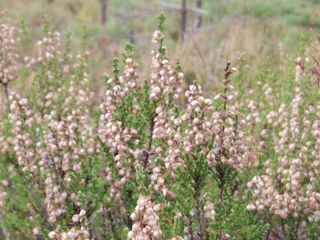Линия Маннергейма и эко-тропа Ярви: леса и история Карельского перешейка