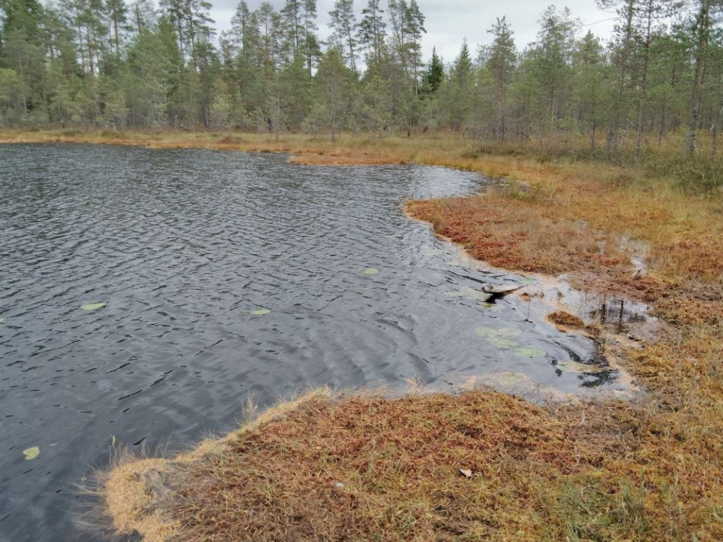 Линия Маннергейма и эко-тропа Ярви: леса и история Карельского перешейка